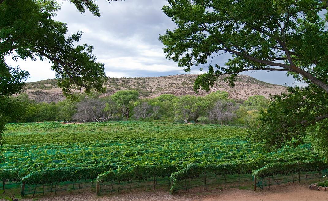 things to do in sedona today