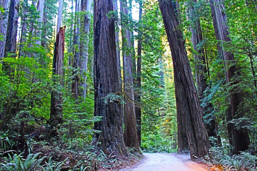 Henry Cowell Redwoods State Park Walk Among 1,800-Year-Old Trees