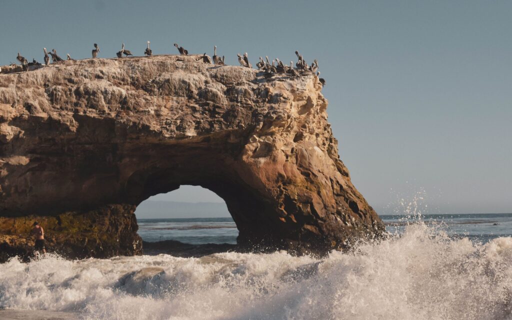 Natural Bridges State Beach: Monarch Butterflies and Tide Pools