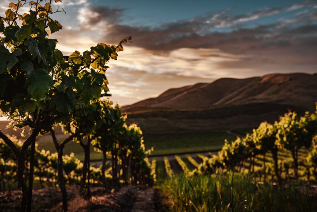 Santa Cruz Mountains Wineries: Wine Tasting Above the Fog Line