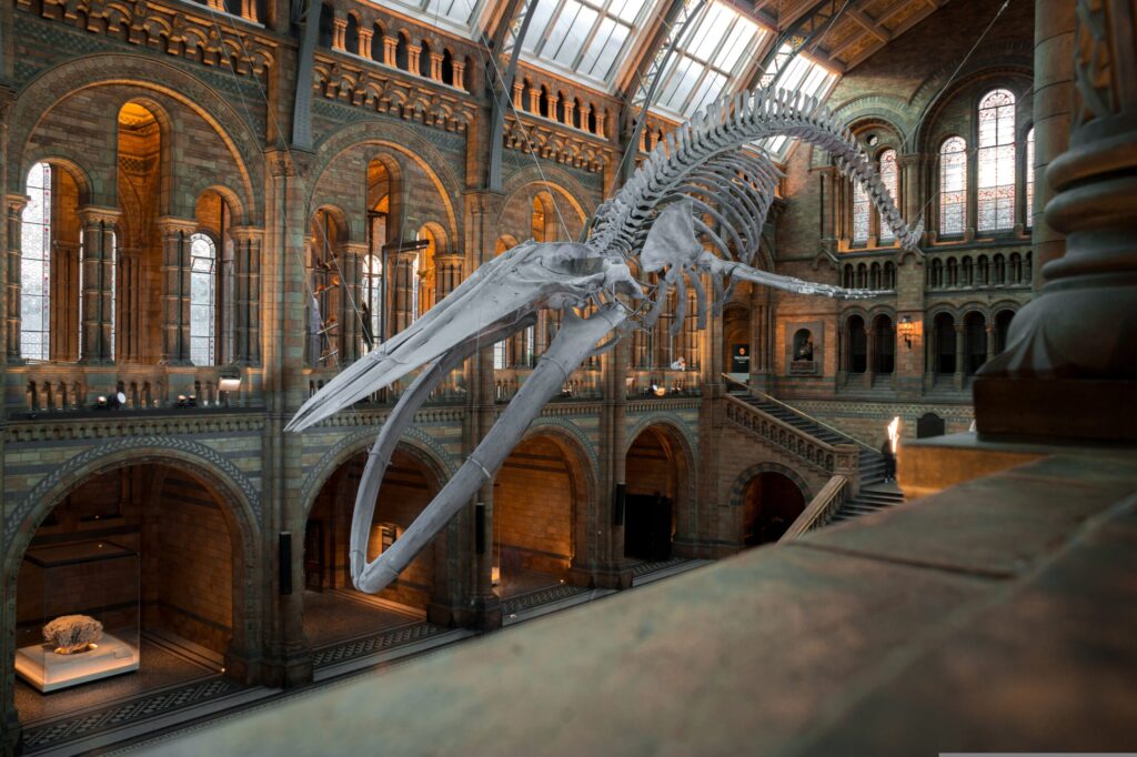 Santa Cruz Museum of Natural History: The Whale Museum