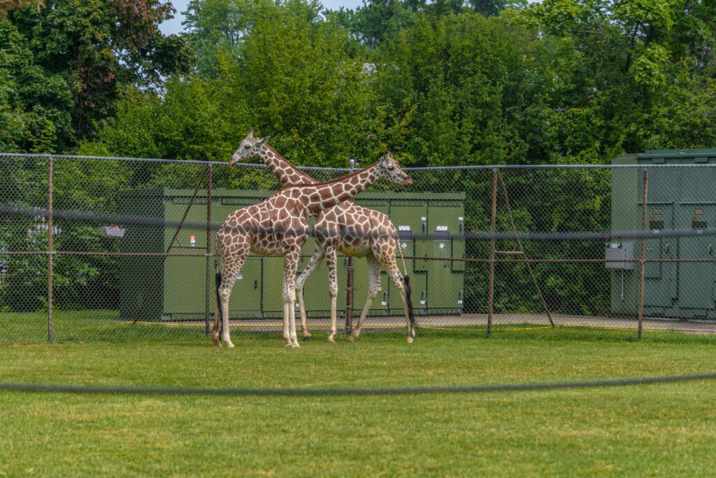 Two giraffes stand close together in a grassy enclosure, making it a great stop when planning things to do with family in greenville sc.
