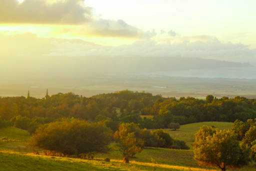 Lush green farms and rolling hills in Upcountry offering unique maui things to do away from the beach