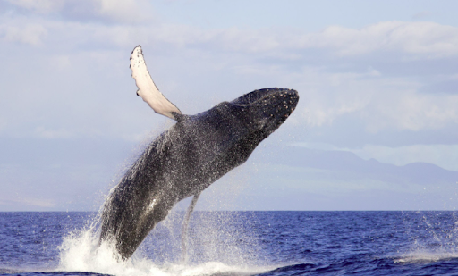 Humpback whale breaching the ocean surface, one of the most popular winter maui activities